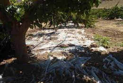 باغداران خراسان شمالی برای جلوگیری از تبخیر آب مالچ طبیعی ایجاد کنند