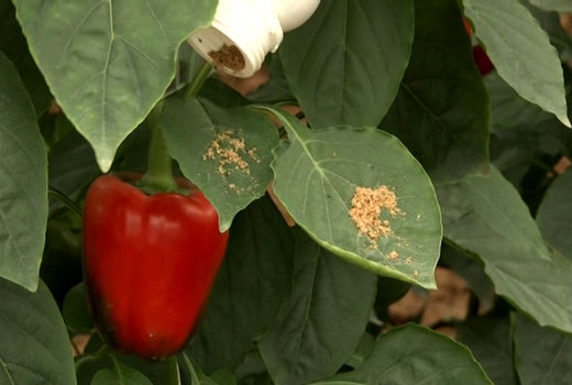 جایگاه برتر تیران و کرون در مبارزه بیولوژیک با آفات