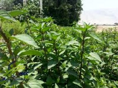 حمایت از توسعه کشت گیاهان دارویی در خوزستان 