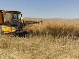 ۵۸ هزار تن گندم و جو در تویسرکان برداشت می‌شود