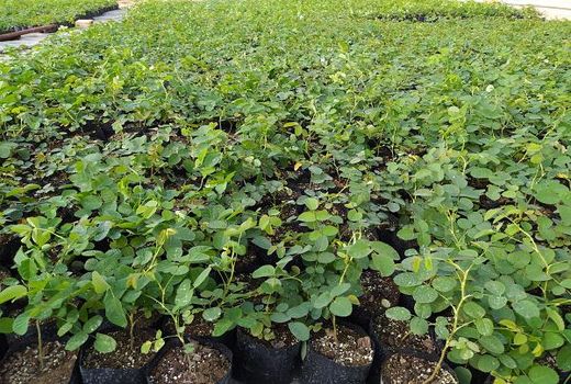 تولید یک میلیون نهال گل محمدی با فناوری کشت بافت در سال