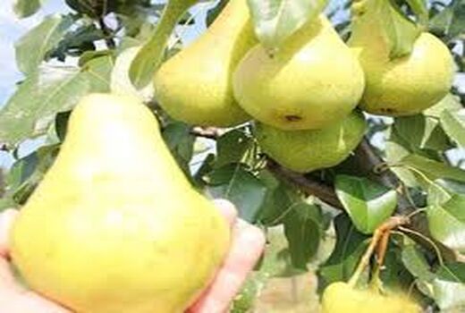 برداشت ۷۰ تن گلابی از باغات نطنز