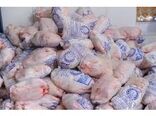 تولید 7300 تنی گوشت سفید در محمودآباد/ارزش اقتصادی 4200 میلیاردی