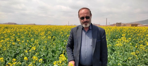  هشدار جدی جهاد کشاورزی درباره سن غلات، شته مومی کلزا و خطر شیوع زنگ زرد گندم