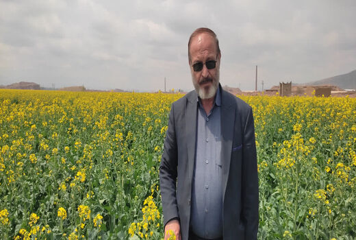  هشدار جدی جهاد کشاورزی درباره سن غلات، شته مومی کلزا و خطر شیوع زنگ زرد گندم