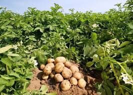برداشت سیب زمینی در شهرستان ارزوئیه