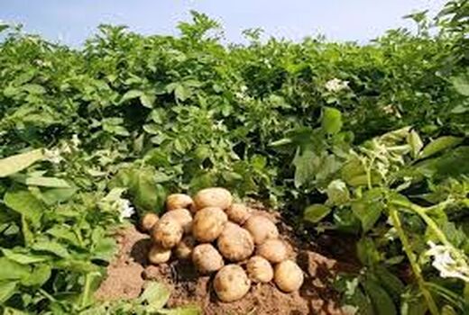 برداشت سیب زمینی در شهرستان ارزوئیه