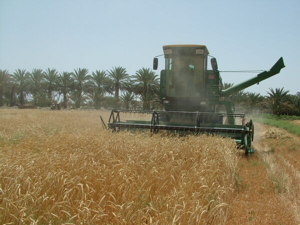  100 هزار تن گندم در سیستان و بلوچستان برداشت شد