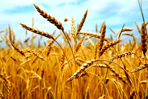 خرید تضمینی گندم از مرز 7 میلیون تن گذشت