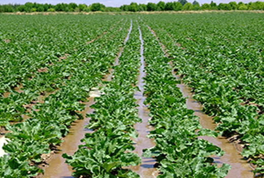 سطح کشت قراردادی چغندرقند در استان قزوین چهار برابر شد