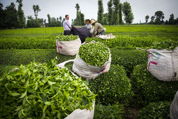 ممنوعیت صادرات، بازارهای چای کشور را به باد می‌دهد