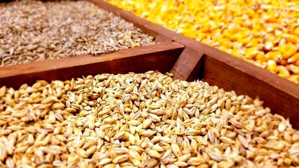 کاهش 3 میلیون تنی واردات ذرت با اجرای طرح جایگزینی نهاده‌های دامی