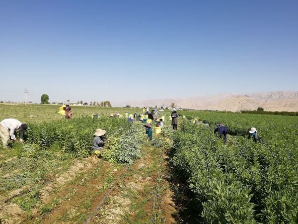 تولید 8 هزار تن باقلا در شهرستان فسا