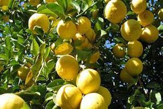 آغاز برداشت لیموشیرین از باغات خوزستان 