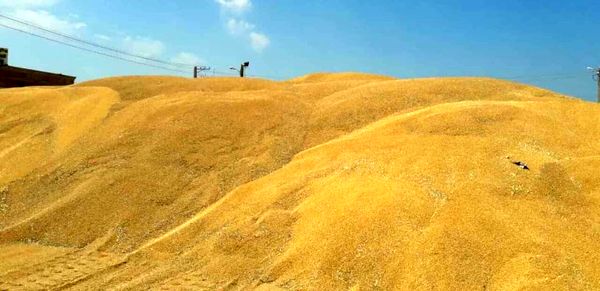 خریداری 46 هزار تن گندم توسط تعاون روستایی بوشهر، مازاد بر نیاز کشاورزان