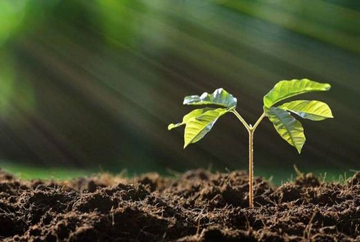 کشاورزان پزشک خاک می‌شوند