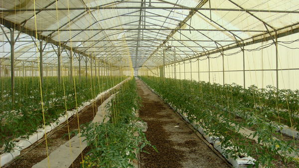 گلخانه‌های قزوین تا پایان سال جاری 23 هکتار توسعه می‌یابند