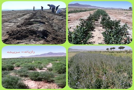 توسعه کشت زراعی گیاهان دارویی در سربیشه