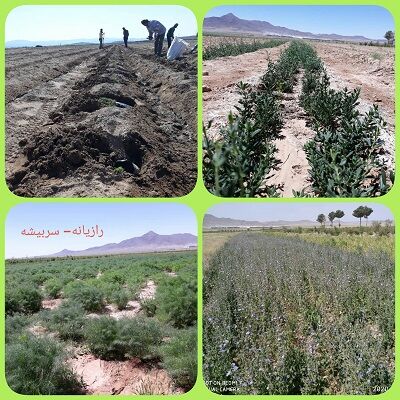 توسعه کشت زراعی گیاهان دارویی در سربیشه