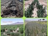 توسعه کشت زراعی گیاهان دارویی در سربیشه