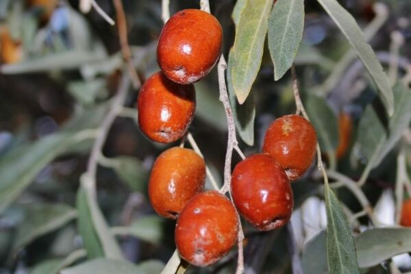 برداشت سنجد_خور و بیابانک