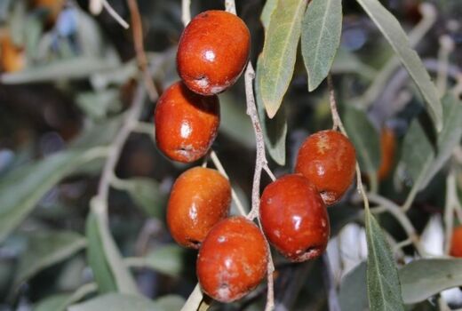 برداشت سنجد_خور و بیابانک