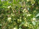 برداشت سیب درختی در شهرستان بشاگرد