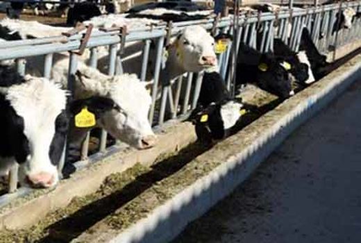 نهاده‌های نامرغوب علت اصلی تأخیر در ارسال نهاده به اصفهان