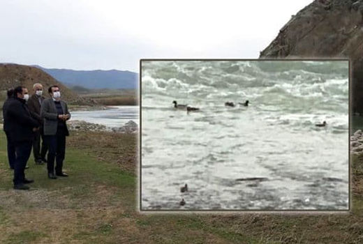 مرغداران استان هر گونه تلفات غیر متعارف در واحدهای خود را اطلاع دهند