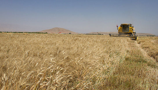 گالری عکس:برداشت گندم در مزارع فسا 