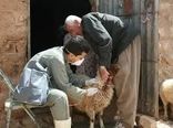 واکسیناسیون 2 هزار و 350 دام علیه تب برفکی در دشتستان