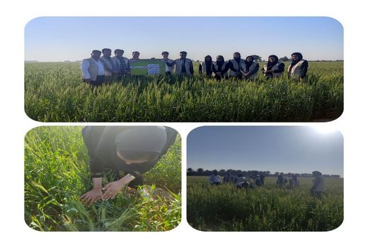 آشنایی با زنگ زرد گندم و مقابله با آن در هندیجان