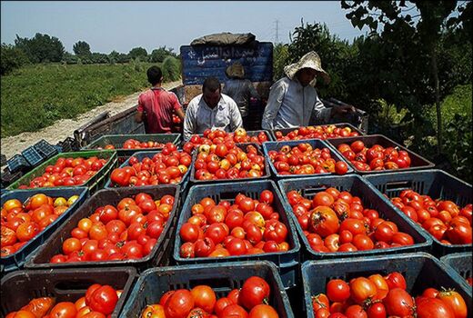 ممنوعیت صادرات رب و نبود اعتبار برای خرید حمایتی گوجه فرنگی 