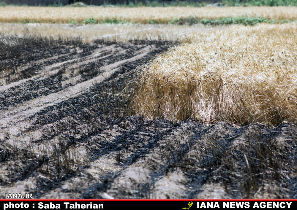 مزرعه سوخته