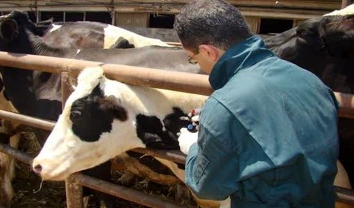 کاهش ۲۵ درصدی موارد شناسایی دام‌های مبتلا به بروسلوز در قزوین با اجرای طرح‌های پایش مستمر