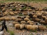 ۲۵ درصد از نهاده دام عشایر استان یارانه ای تامین می‌شود