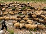 ۲۵ درصد از نهاده دام عشایر استان یارانه ای تامین می‌شود