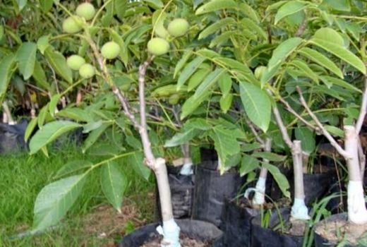 خراسان شمالی دومین استان در شرق کشور است که تولید نهال گردوی پیوندی دارد