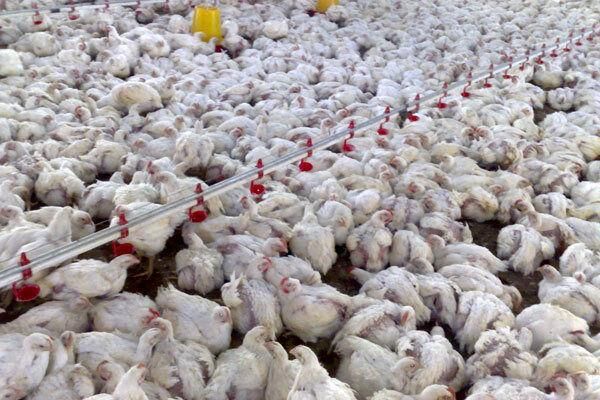 جوجه‌ریزی در استان بوشهر از 20 میلیون قطعه فراتر رفت