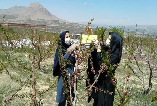 نصب تله‌های فرمونی در باغات سامان