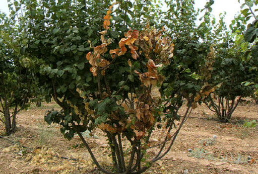 طرح تحقیقی ترویجی مبارزه با بیماری آتشک درختان میوه دانه دار در شهرستان بردسیر 