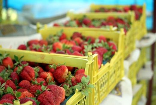 آغاز برداشت توت فرنگی در مازندران/ لزوم رعایت پروتکل‌های بهداشتی در مزارع و باغ‌ها