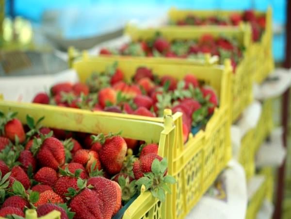 آغاز برداشت توت فرنگی در مازندران/ لزوم رعایت پروتکل‌های بهداشتی در مزارع و باغ‌ها