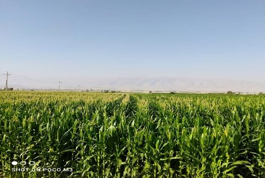 تامین ذرت علوفه ای اولویت کشاورزان شیرازی 