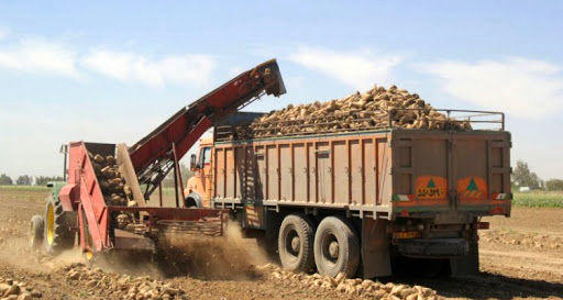 برداشت چغندر قند از مزارع کشاورزی استان قزوین آغاز شد