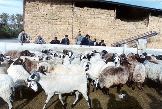 تولید 348هزار تن شیرخام در سال 98