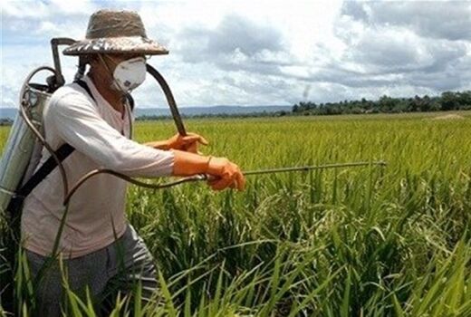 آغاز عملیات مبارزه با سن غلات در سطح مزارع شهرستان بهار