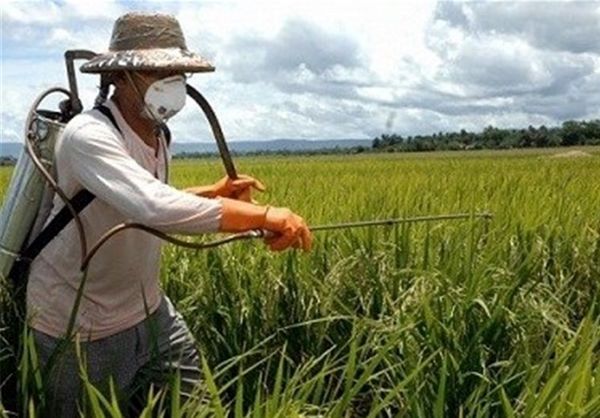 آغاز عملیات مبارزه با سن غلات در سطح مزارع شهرستان بهار