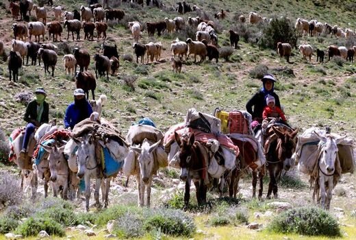 ثبت 247 تعاونی اتحادیه عشایری با هدف خدمت‌رسانی
