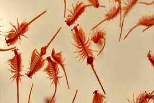 سطح زیرکشت آرتمیا در فسندوز میاندوآب به ۲۰۰ هکتار افزایش می یابد